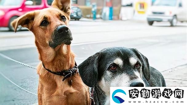 人狗大戰(zhàn)2高清正版免費