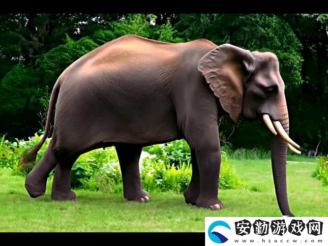 全面解析“大象視頻免費(fèi)觀(guān)看電視劇大全”