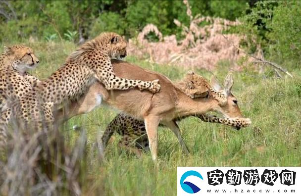 大肉大捧一進(jìn)一出視頻來了