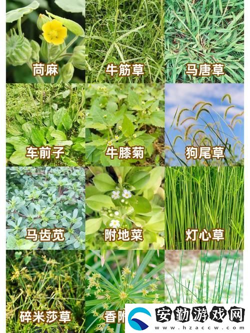 17草名字的文化與藥用價(jià)值探索