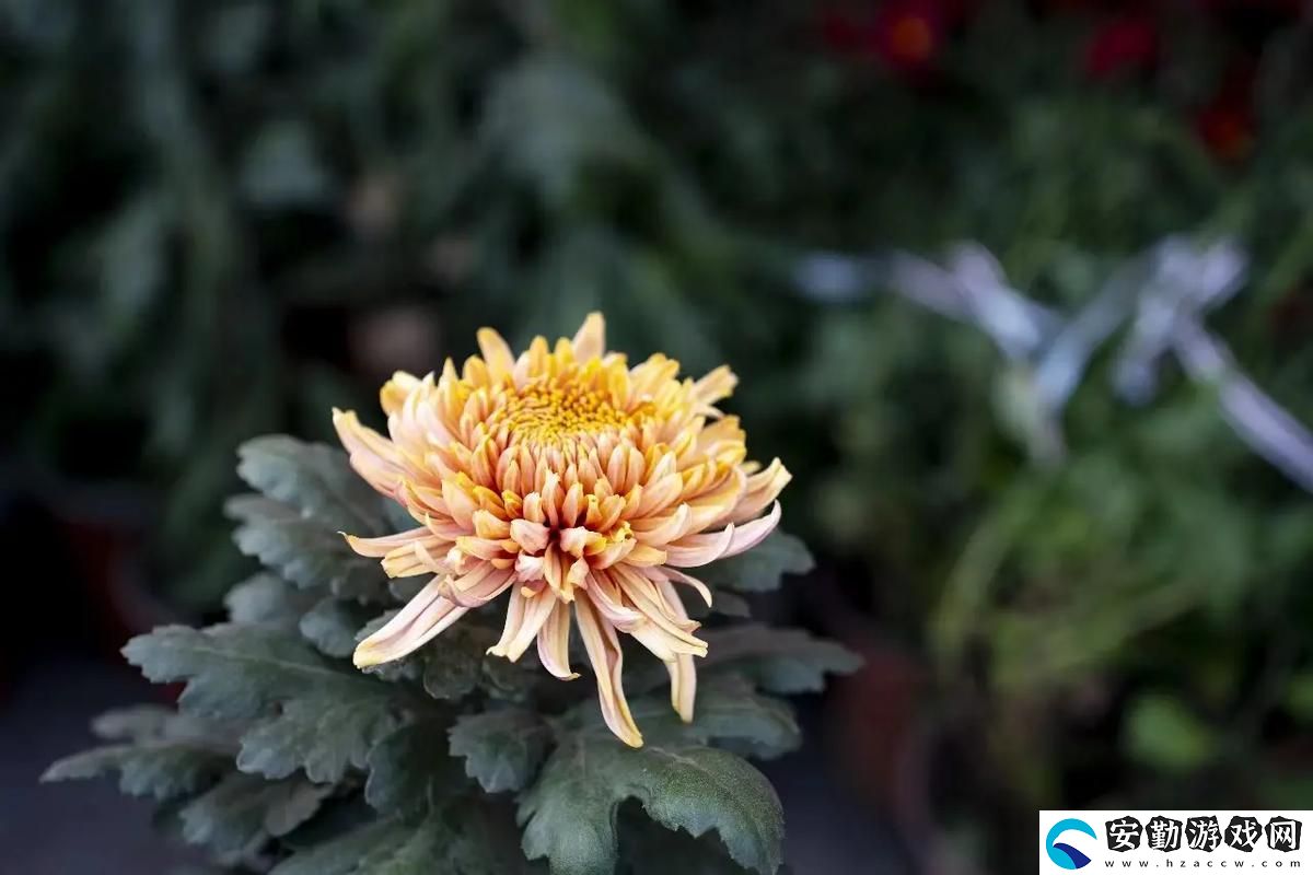 國產(chǎn)做受與入口竹菊